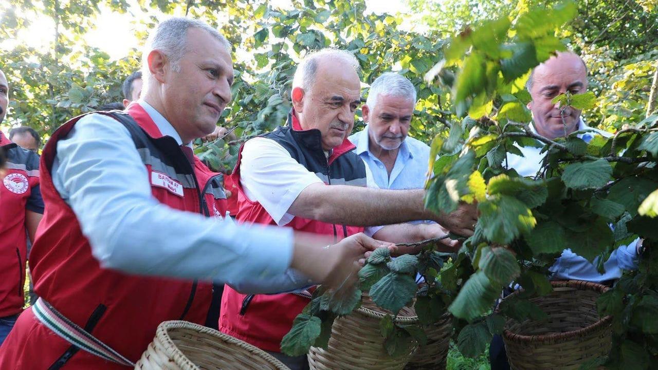 Vali Erol bahçeye girdi, fındık topladı